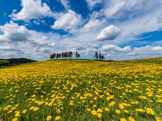 In Schmallenberg wandern: Rundwanderweg im Hochsauerland 3