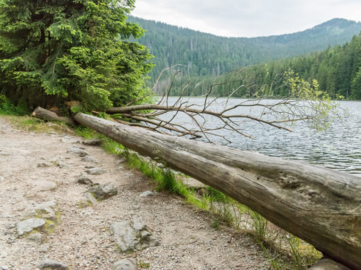 In Bodenmais wandern: den Kinderwanderweg mit Fitnessparcours über die Riederinfelsen erkunden 2